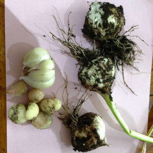 Home grwon garlic, different shapes and sizes